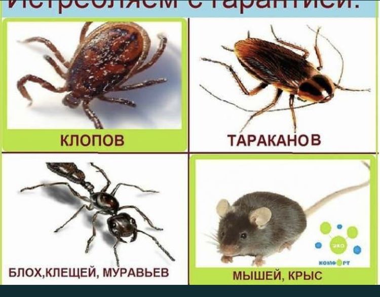 Дезенфекция дизенфекция дезинфекция дизинфекция dizinfeksiya