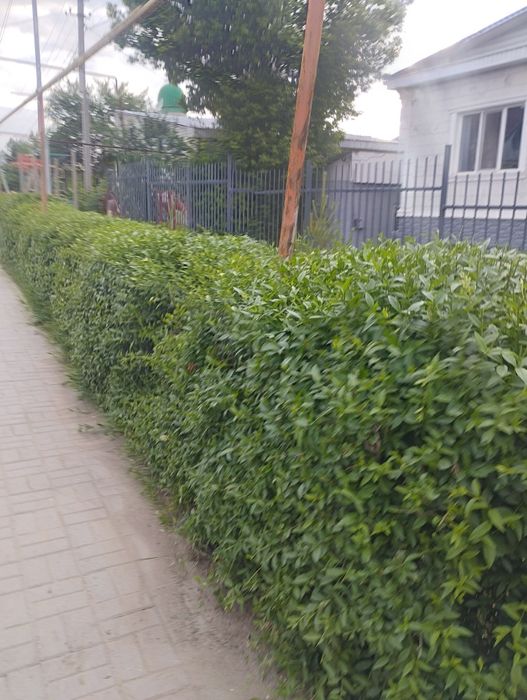 Обрезка живой изгороди