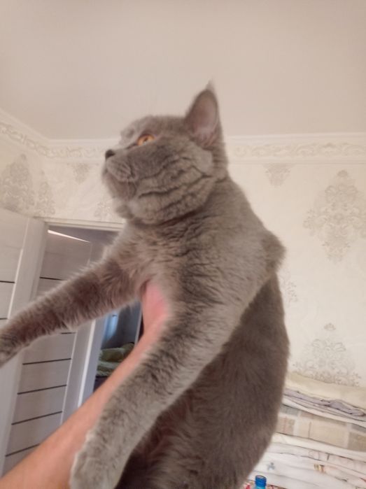 Britaniya Skottish Strayt Sotildi