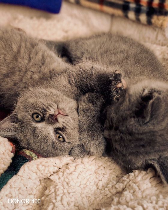 Синя британска късокосместа