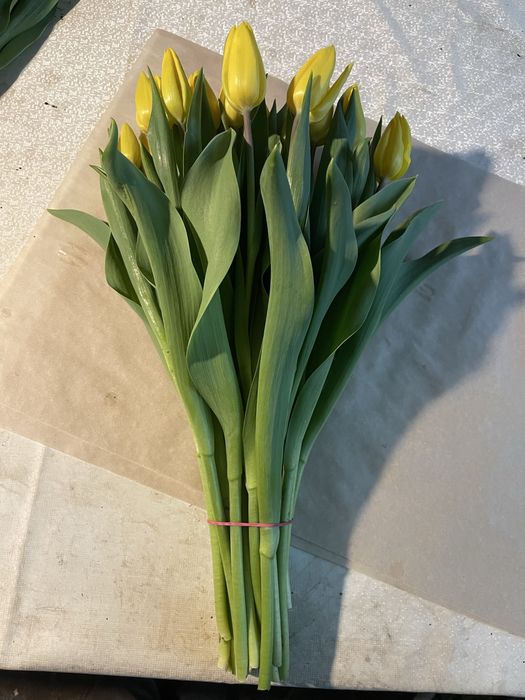 Тюльпаны Уральск