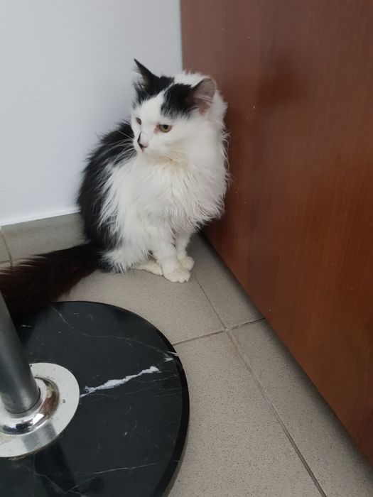 Дългокосместо женско коте търси дом