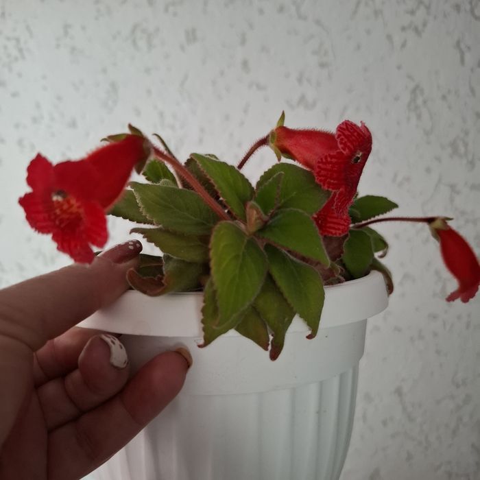 Колерия стайно цвете