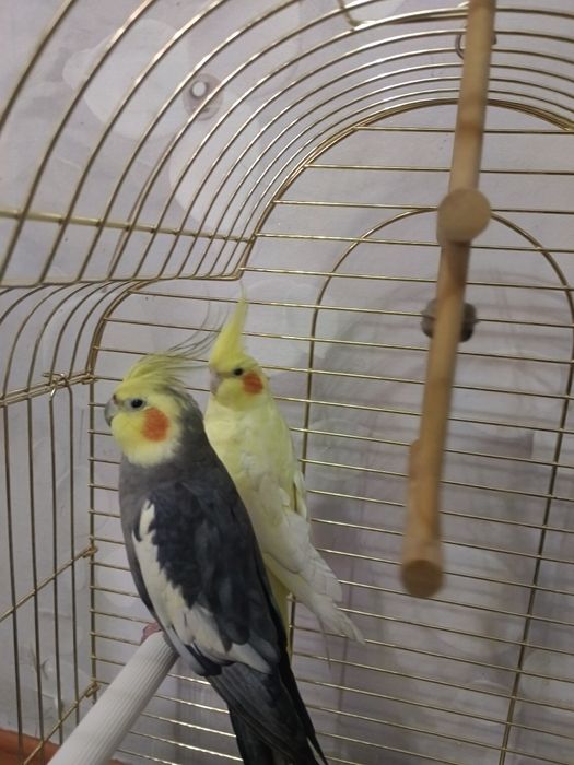 Продам двух попугая Корелла