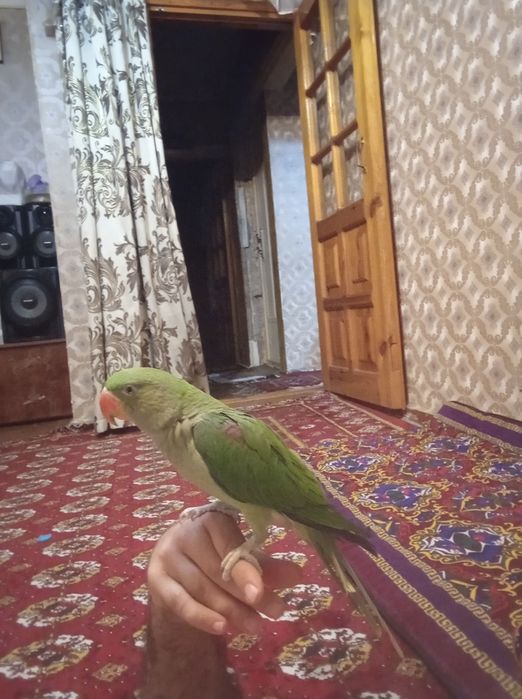 Александр папугай