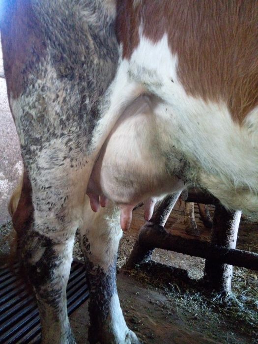 Vănd vacă bălță românească