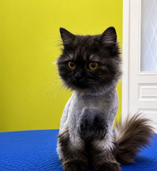 Кошка ЛУНА ищет семью. Стерилизована