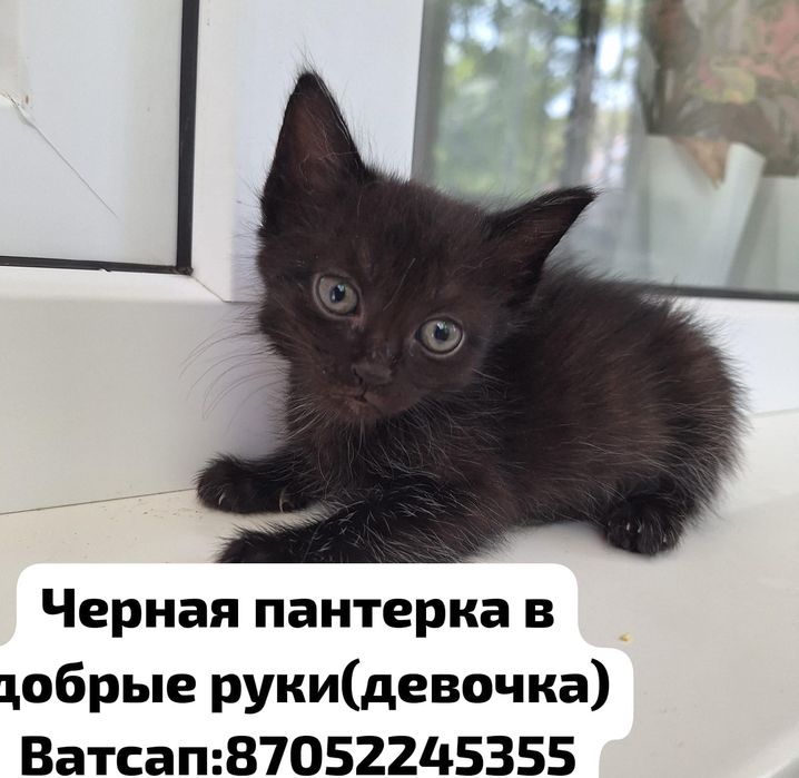 Отдам в добрые руки котят
