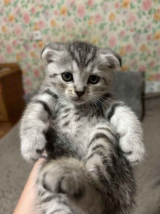 Скоттиш Фолд Котята первые 3 мальчика 2 девочки
