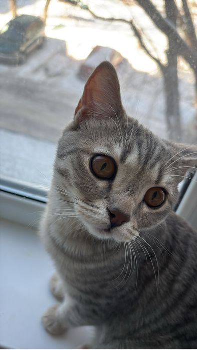 Отдам котенка 7 месяц