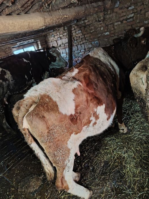 Vaca de vanzare  Bălțata