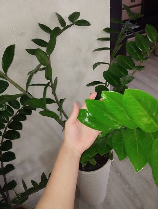 Продам замиокулькас гигант