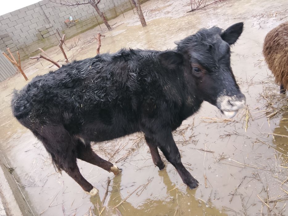 Сатылады дены сау