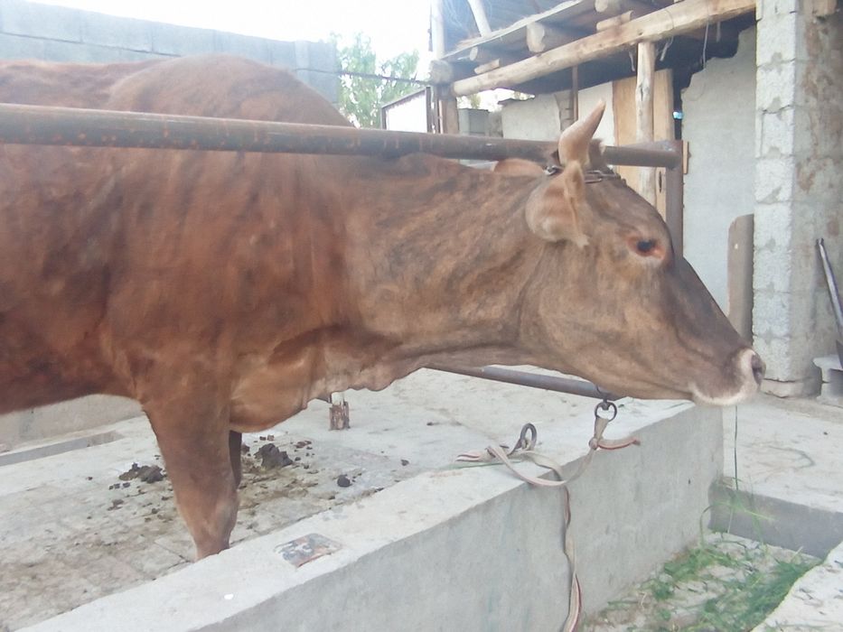 Таргыл сигир сотилади богоз 7ойлик