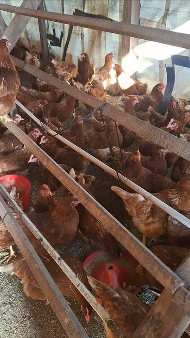 Продавам кокошки носачки за яйца