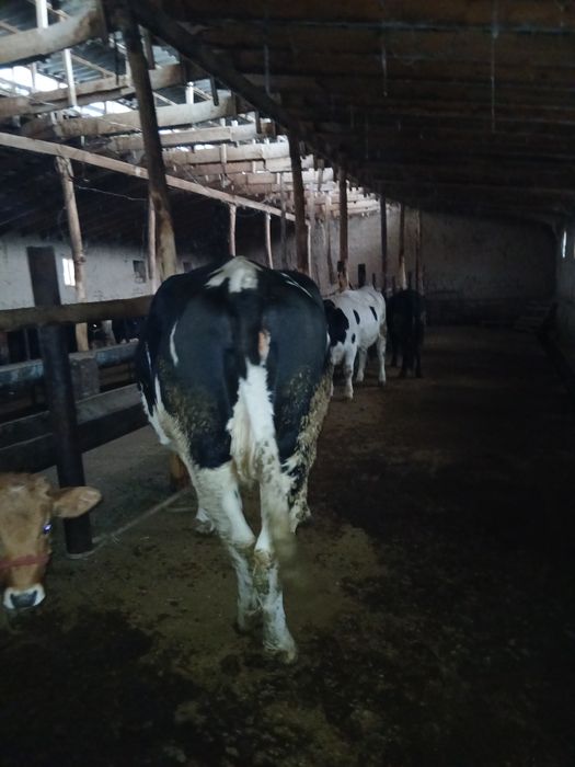 Сигир парод Голшдиен солатилади