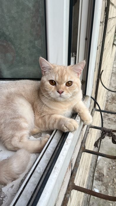 Britantes mushugi sotiladi o’g’il bola sog’lom yuvosh pasportlari bor