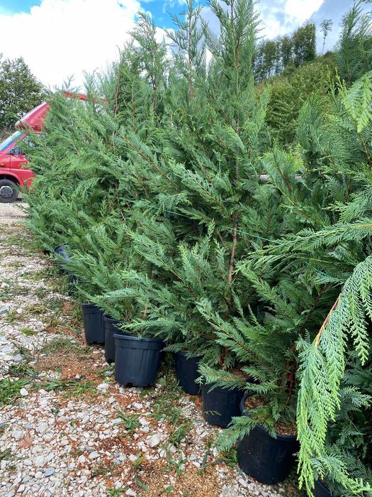 Leylandii Aclimatizat – Gard Viu Veșnic Verde cu Plantare Inclusă