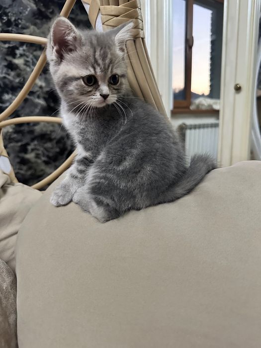 Продается шотландский котенок