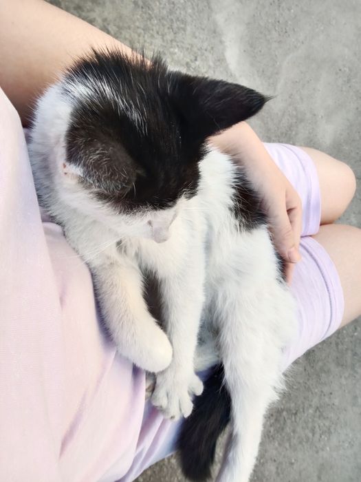 Пристраивается Котёнок МАЛЬЧИК