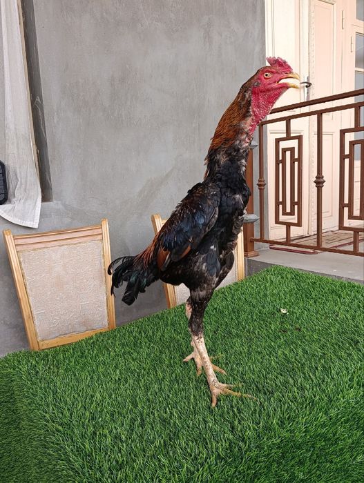 Dakan xoroz sotiladi