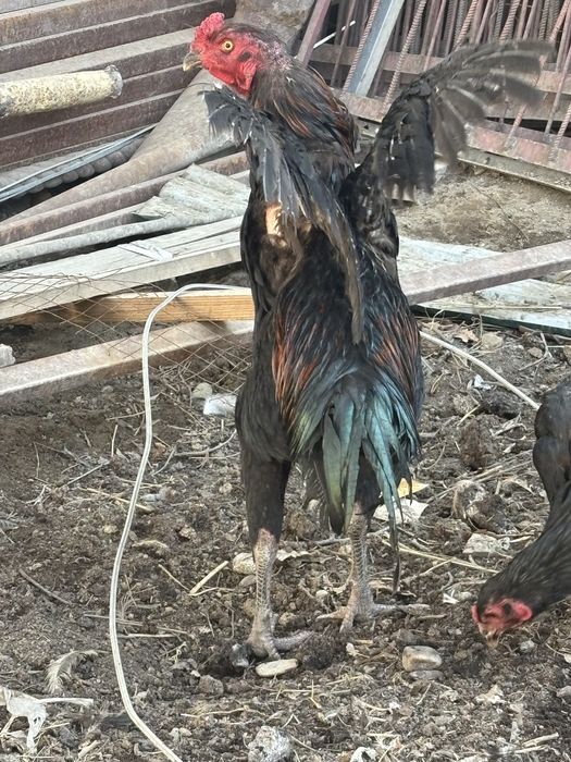 Дакан кораз дакан