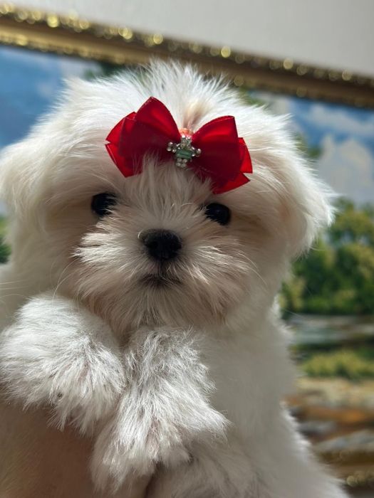 Мальтезе девочка мини
