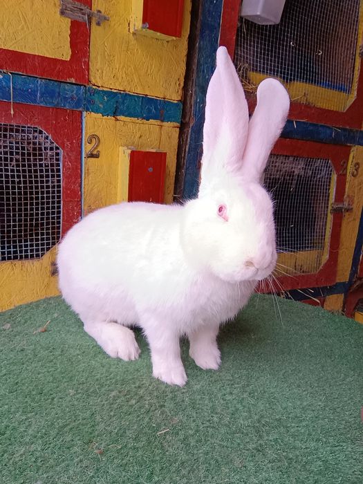 Iepuri din rasa uriaș german și berbec german