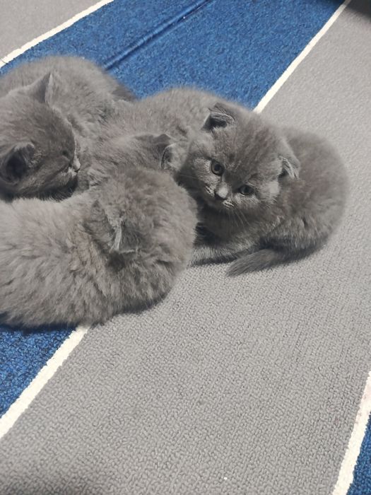 Britanski fold mushuklar sotiladi