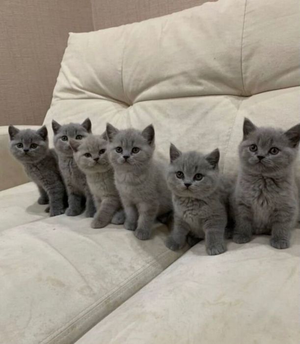 Голубые британские котята!