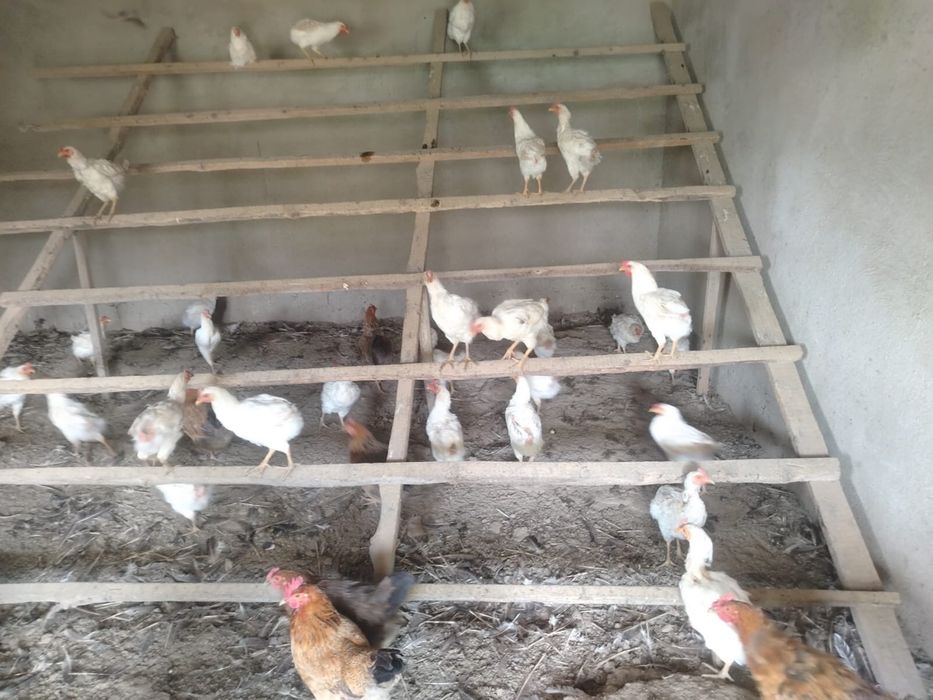 Продам курей срочно