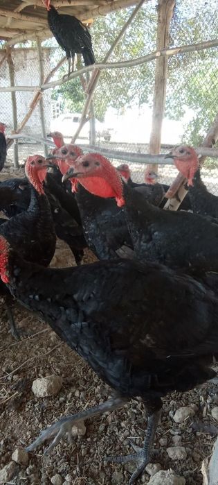 Куркалар сотилади