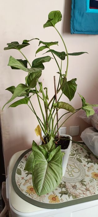 Сингониум конфети.