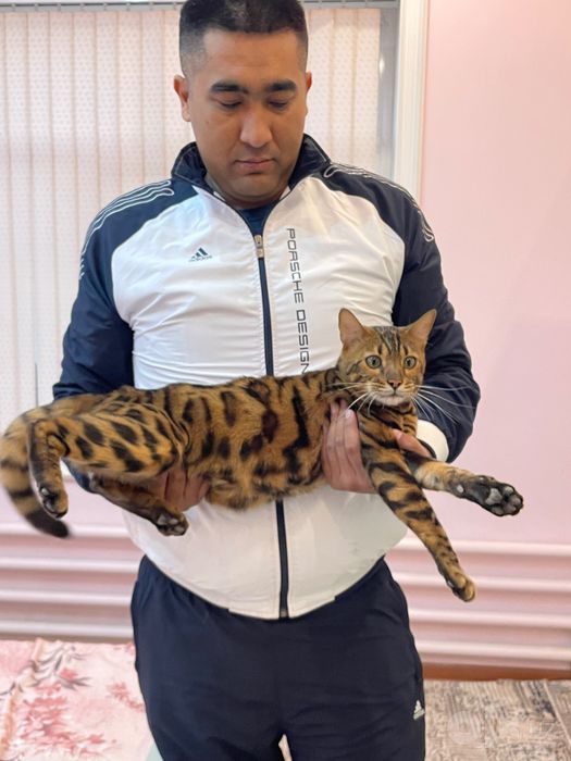 Бенгальская кошка