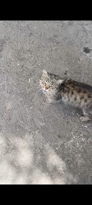 Уличный кот/кошка в добрые руки!