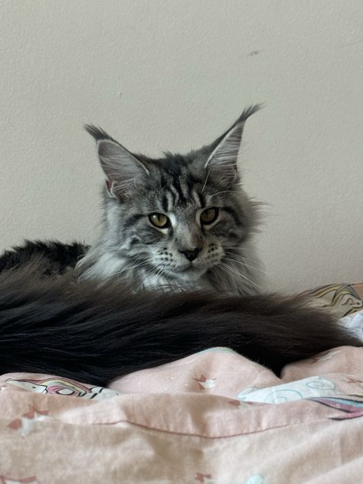 Отам кошку в хорошие руки