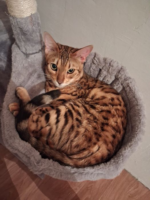 Прадаеотся кошка