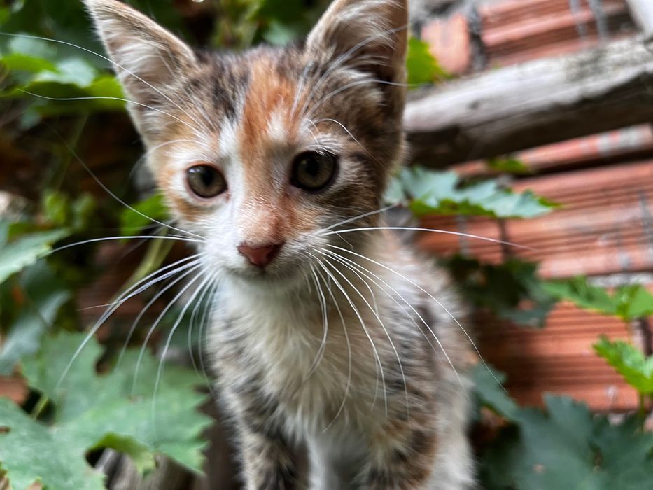 ПОДАРЯВАМ котета на 3 месеца