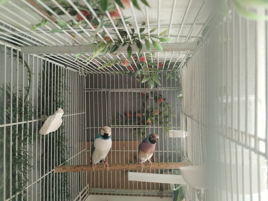 Canari și guold,,