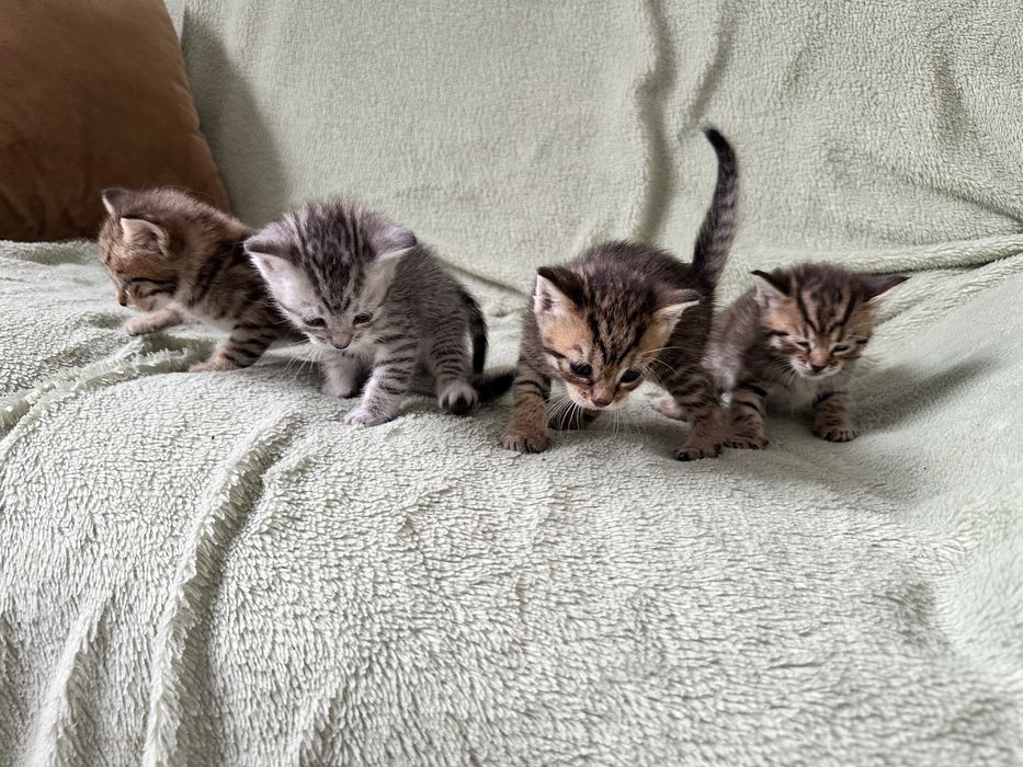 Отдам котят. Мальчики.