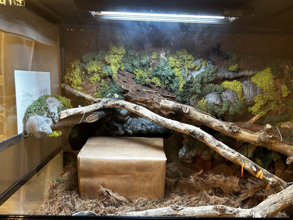 Corn snake + terariu 120x45x60