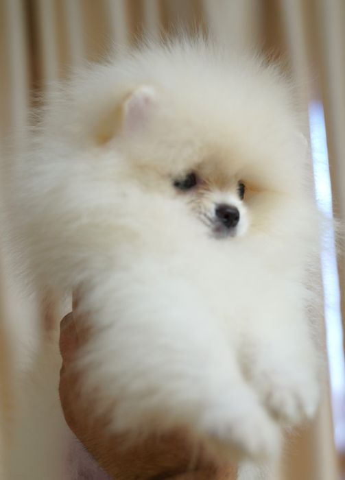 Развъдник Померан FCI - Мъжки померан с родословие - възможен е трансп