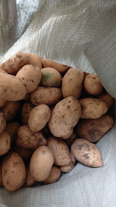 Продам картофель