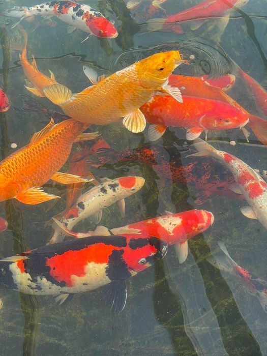 Езерни рибки кои