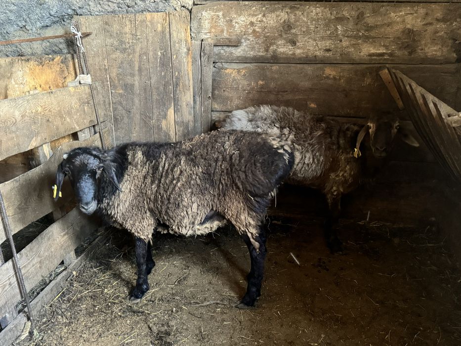 Қойлар, тоқтылар сатылады