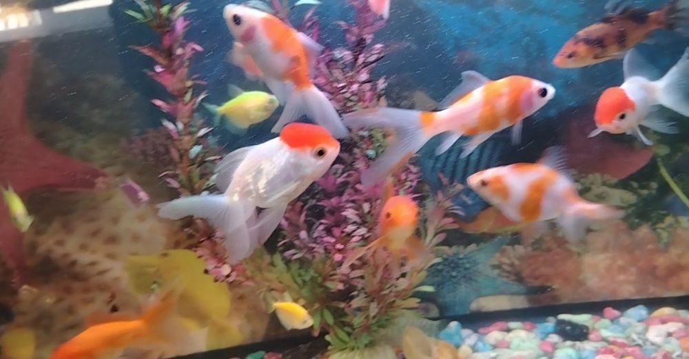 Аквариумные рыбки
