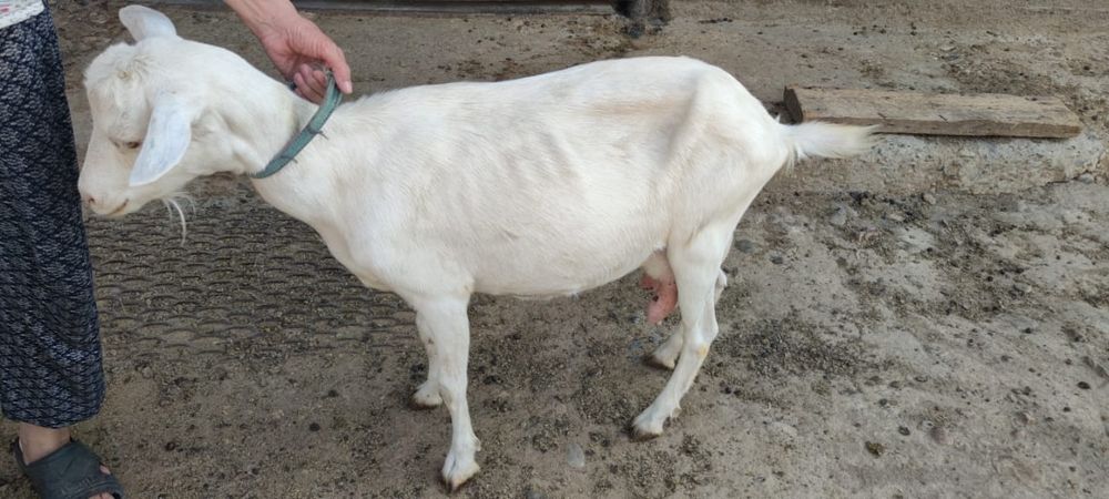 Продаются зааненские козы