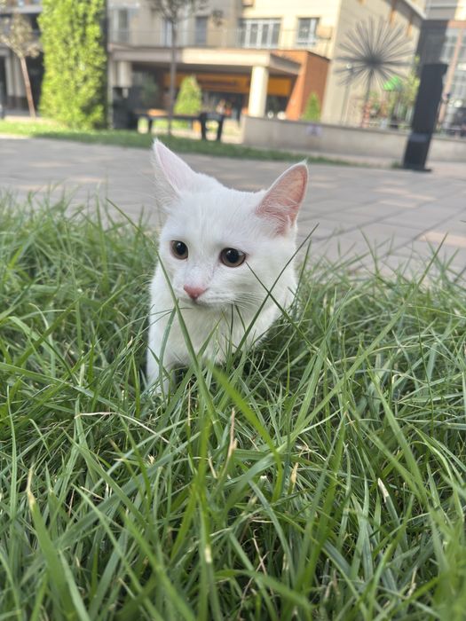 Отдам котёнка бесплатно