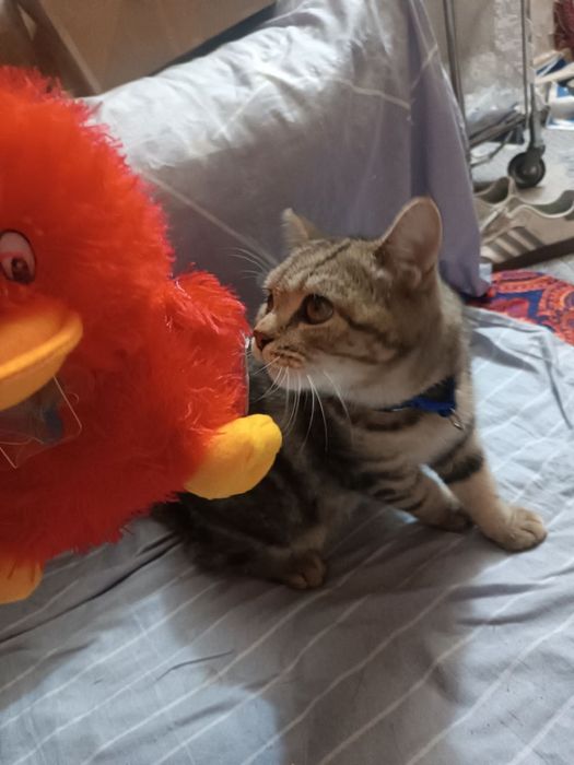 Chroyli  yolbarsga ohwaydi