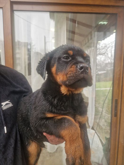 Куче между ротвайлер и канекорсо